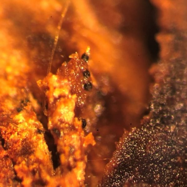 Close-up of microsclerotia in a strawberry crown