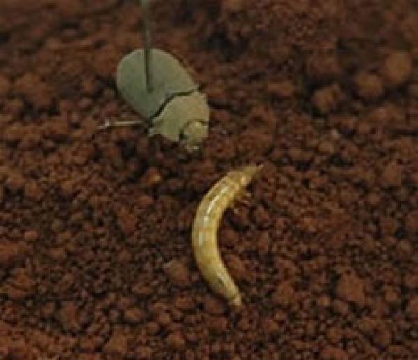 False wireworm (adult and larva)