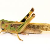 Migratory locust