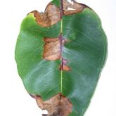 Teratosphaeria leaf disease can distort and buckle leaves