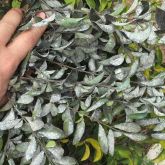 Capsicum whitefly on Duranta