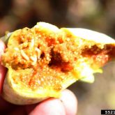 Mediterranean fruit fly larvae