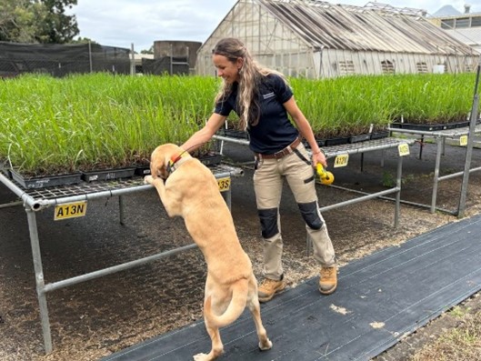 Electric ant odour detection dog at work.