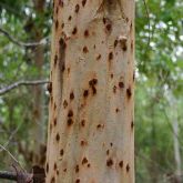 Small numerous cankers