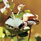 Leafroller caterpillar inside rolled leaves