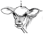 A diagram showing recommended position for impact point of a blow to the head in order to facilitate humane killing of calves
