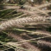 African fountain grass close-up of flower