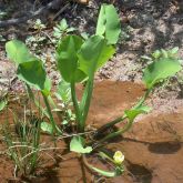 Limnocharis plant form with flower