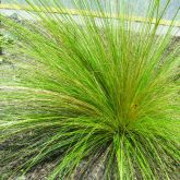 Mexican feather grass plant form