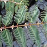 Mimosa pigra leaves and spikes