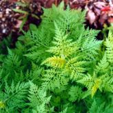 Annual ragweed plant