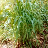 Gamba grass plant form