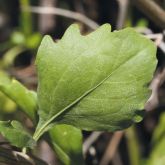 Groundsel bush leaf