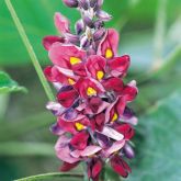 Kudzu flower