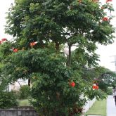 African tulip tree plant form