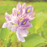 Water hyacinth flower