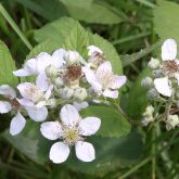 Blackberry flowers