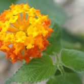 Lantana flower close-up