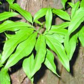 Arrowhead vine leaves