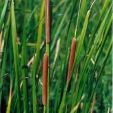 Cumbungi seed heads