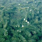 Dense waterweed plant