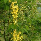 Golden chain tree plant with flowers