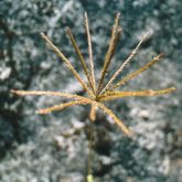 Rhodes grass seed head