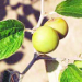 Thumbnail of Chinee apple