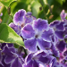 Thumbnail of Duranta