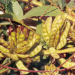 Thumbnail of Giant sensitive plant