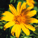 Thumbnail of Japanese sunflower