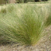 Thumbnail of Serrated tussock