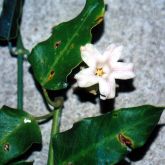 White moth vine flower and leaf