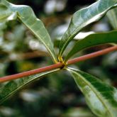 Yellow allamanda leaf and stem