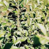 Small leaf privet plant