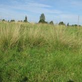 Giant Parramatta grass habit