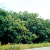 Leuceana infestation