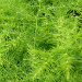 Thumbnail of Feathered asparagus fern