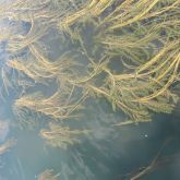 Eurasian water milfoil submerged