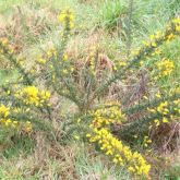 Gorse bush