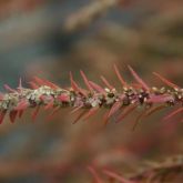 Kochia red foliage flowers