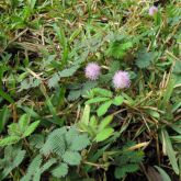 Common sensitive plant habit