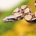 Thumbnail of Boa constrictor