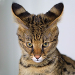 Thumbnail of Savannah cat