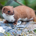 Thumbnail of Stoat