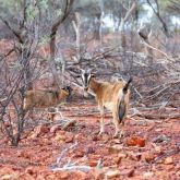 Feral goats in bushland