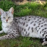 Pregnant savannah cat