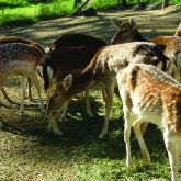 Feral fallow deer hinds