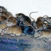 Mice plague