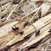 Migratory nymphs in sorghum crop